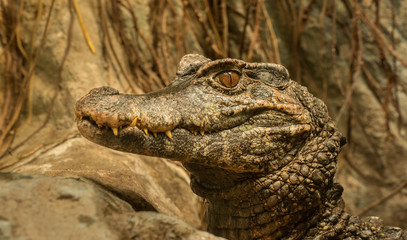 crocodile portrait with head elevated