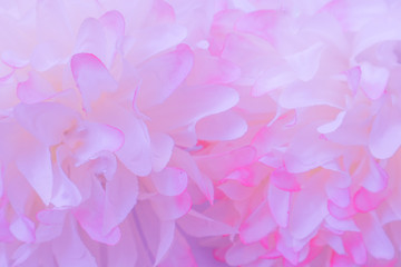 Beautiful abstract color pink and white flowers on white  background and pink flower frame and purple leaves texture background, flowers banner 