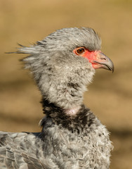 portrait of southern screamer (chauna torquata) bird