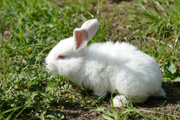 Little white rabbit in the green grass in the summer garden