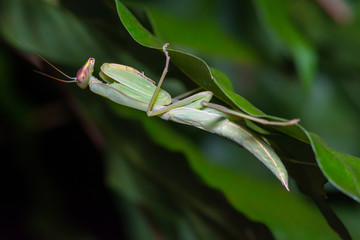 Beautiful green grasshopper holding on leaf in forest