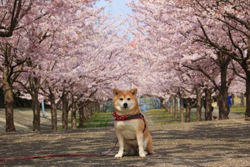柴犬と桜並木２
