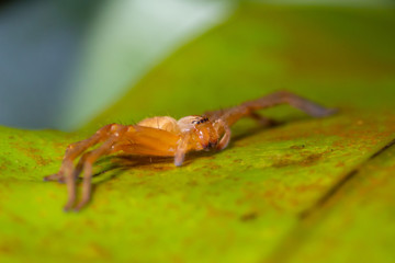 Orange spider on green leaf in forest