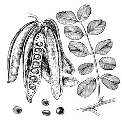 Hand drawn carob. Pods, seeds and leaves. - obrazy, fototapety, plakaty