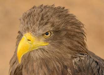 portrait of an brown eagle