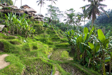 Tegalalang Reisfelder auf Bali