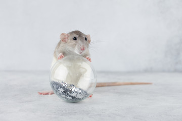 Rat with Christmas glass ball ornament