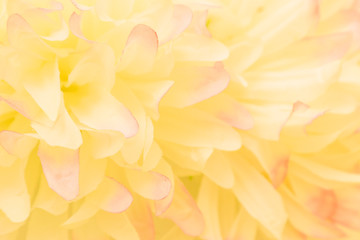 Beautiful abstract color pink and yellow flowers on white background and pink flower frame and white orange leaves texture background, flowers banner 