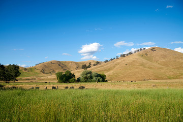 Fototapeta premium cow farm