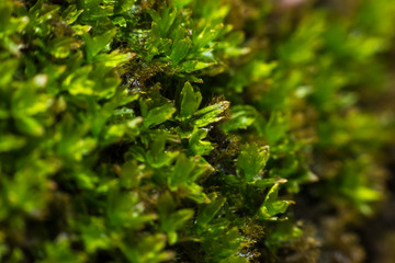 Fern growing in the backyard..