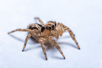 Close up jumping spiders on the wall.