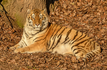 siberian tiger laying on ground in leaves in the sun