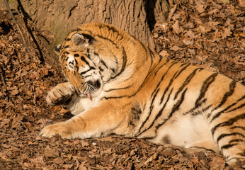 portrait siberian tiger laying on ground in leaves caressing head tongue out