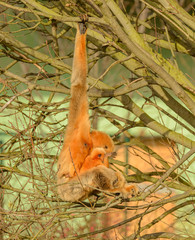 golden gibbon monkey with a baby on the tree