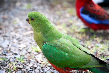 Parrot