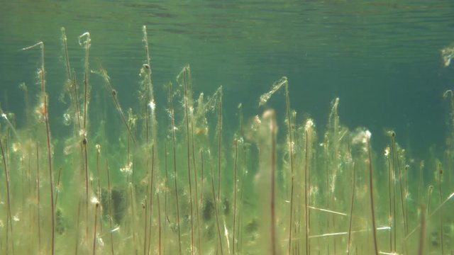 Filamentous algae growing over water lobelia stems