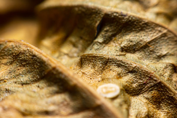 Close Up The edges of dried leaves.