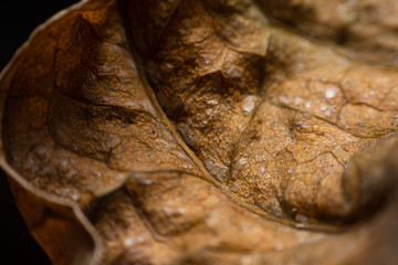 Close Up The edges of dried leaves.