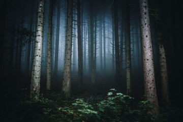 Majestic Nature wallpaper of foggy forest. Fairy tale spooky looking woods in a misty day in summer season. Germany,Europe.