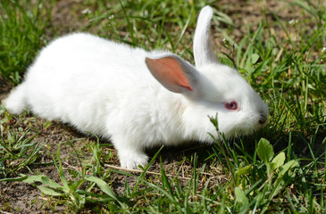 Little white rabbit in the green grass in the summer garden