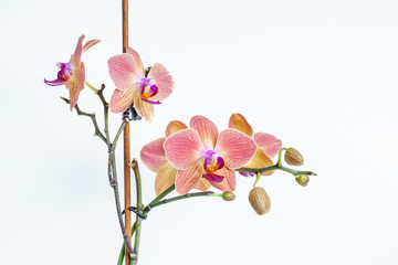 Fototapeta na wymiar Orchid flowers macro on white background isolate. Pink tropical flowers