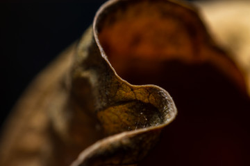 Close Up The edges of dried leaves.