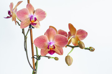 Orchid flowers macro on white background isolate. Pink tropical flowers