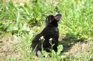 Little black rabbit in the green grass in the summer garden
