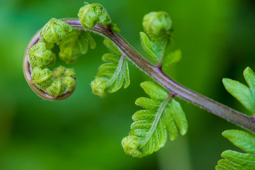 Close up the spiral of leaves.