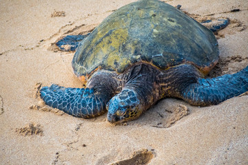 A Green Sea Turtle in Maui, Hawaii
