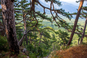 Fototapeta premium Pine trees in the mountains on the slope on a summer day