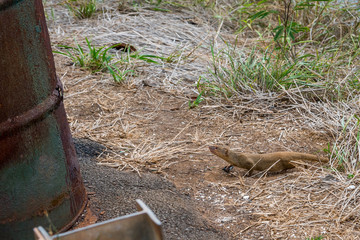 Fototapeta premium A little brown mongoose in Maui, Hawaii