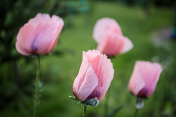 Several closed buds of pink poppies close-up on a green grass background in the garden.