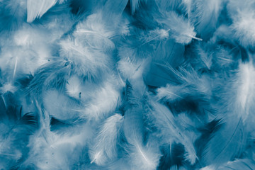 Obraz premium Beautiful abstract colorful purple and blue feathers on white background and soft dark blue feather texture on white pattern