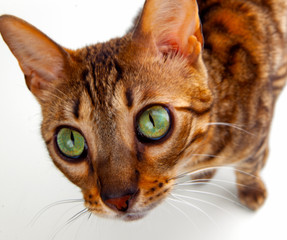 cat on white background