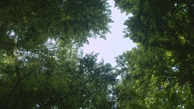 Hojas en la parte alta de los arboles