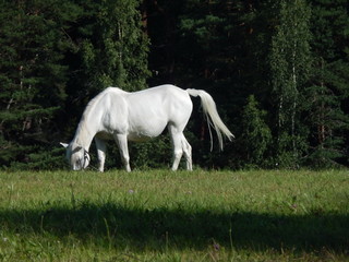 Лошадь © golisin