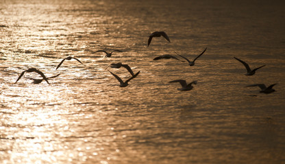 set of seagulls flying over sunset beach with gold color