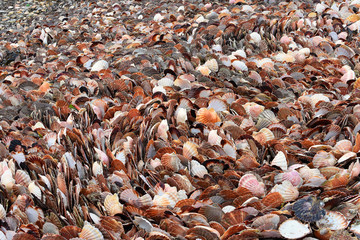 parterre de coquille saint jacque au port de ploubazlanec