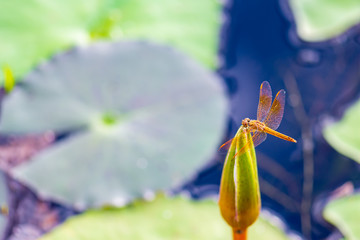 Dragonfly caught on a lotus in the swamp.