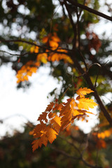 Yellow autumn leaves. Dark low key. Close up.