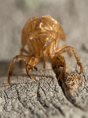 dried bug frontal shot