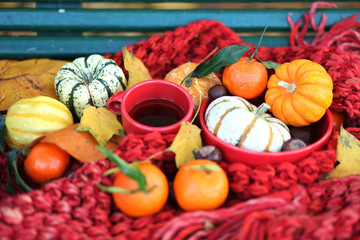 Obraz na płótnie Canvas Autumn in France. Cozy still life with red scarf, pumpkins, red mug and clementines. Harvest season, bright colours, beautiful fall composition