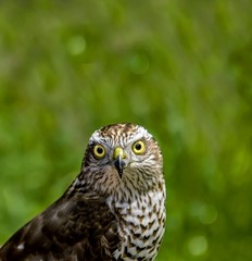  Hawk portrait of an eurasian eagle owl