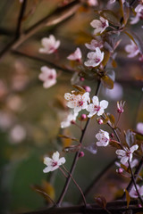 Spring background. White flowers of an apple tree close-up