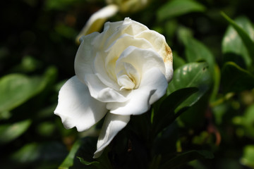 Suave y delicada flor de gardenia blanca con hojas de color verde oscuro, a la sombra del jardín.