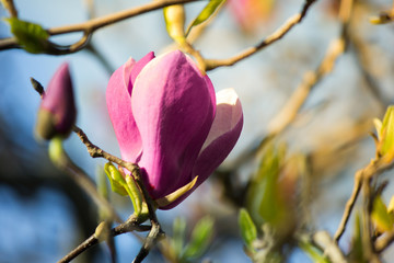 Pink magnolia closeup on a branch. Flower buds.