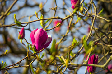 Pink magnolia closeup on a branch. Flower buds.