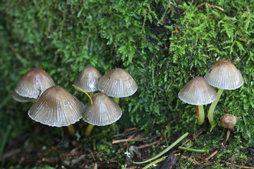 Mycena epipterigya var. viscosa, known as Yellowleg bonnet, wild mushrooms from Finland