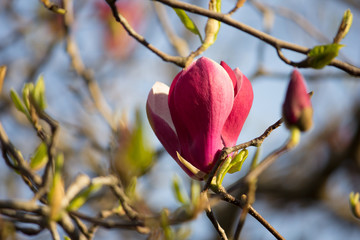 Pink magnolia closeup on a branch. Flower buds.